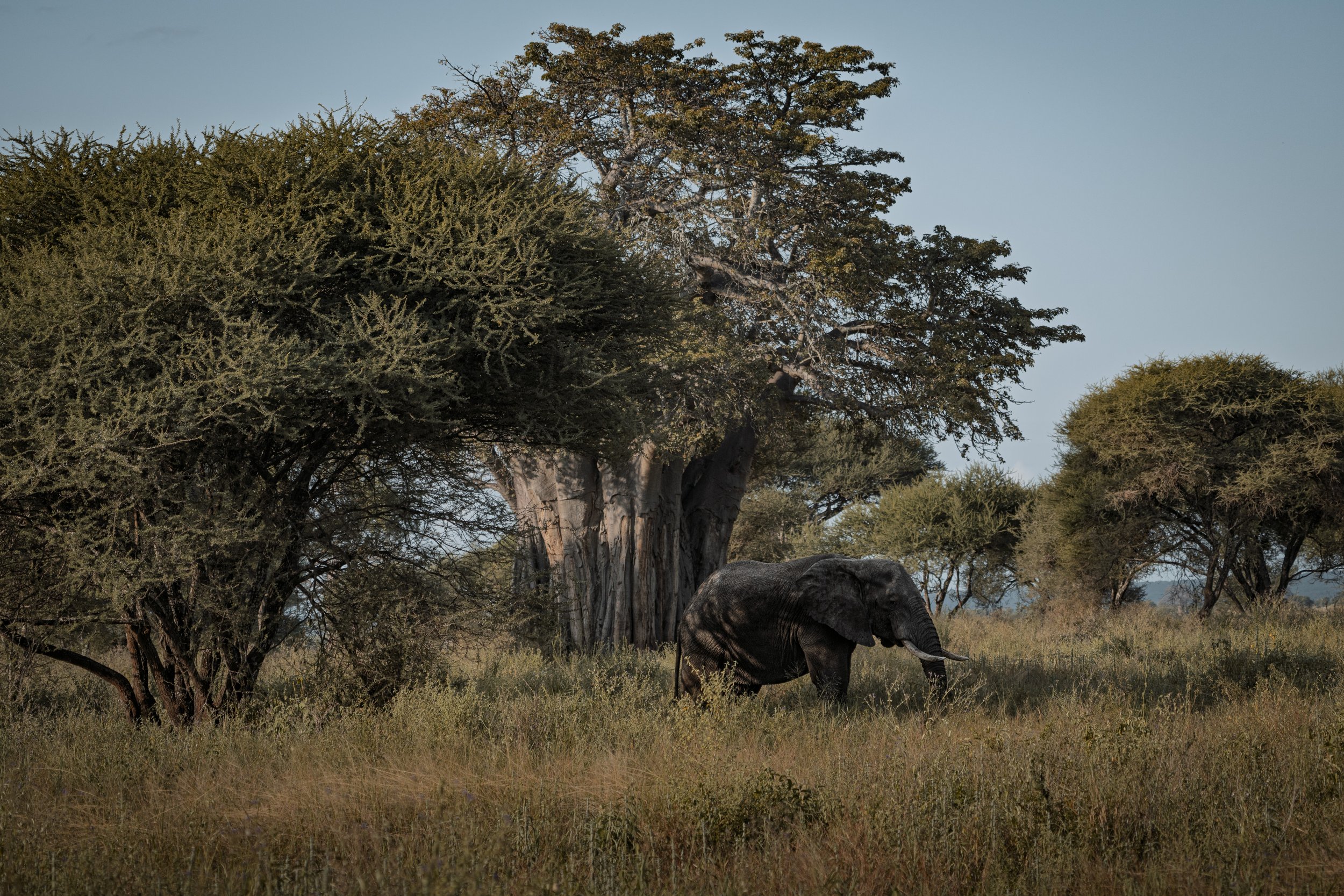 Tarangire, dag 1