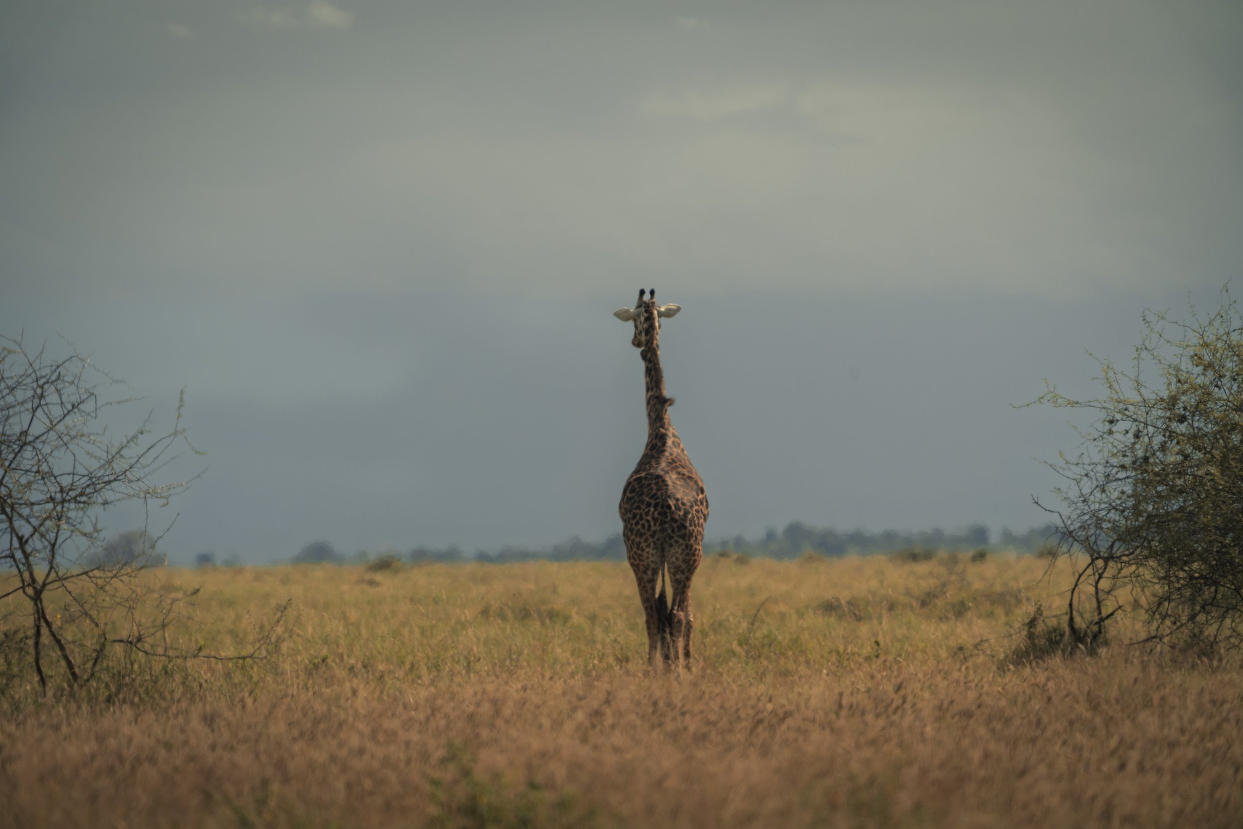 Tarangire, dag 2