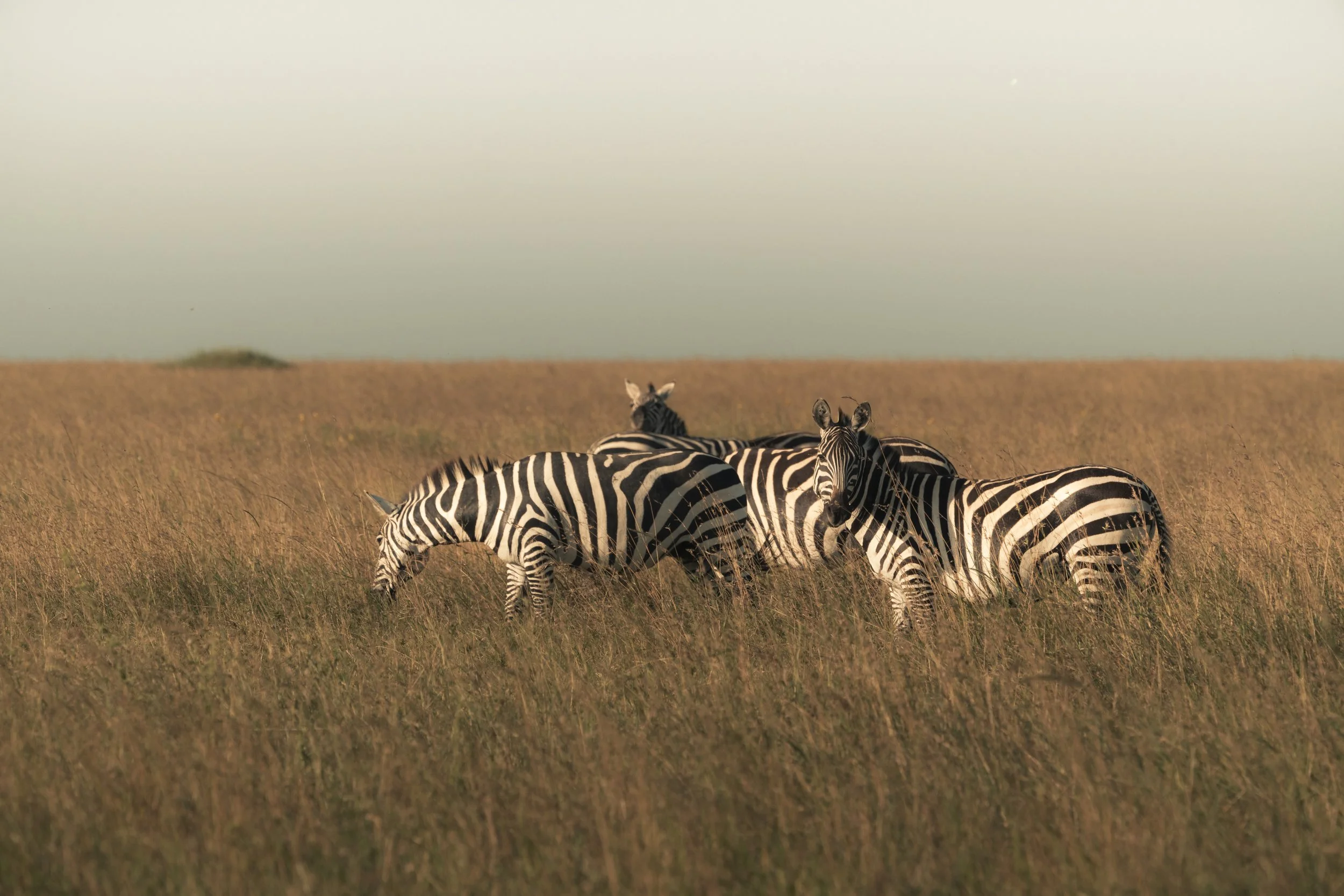 Aankomst in Serengeti