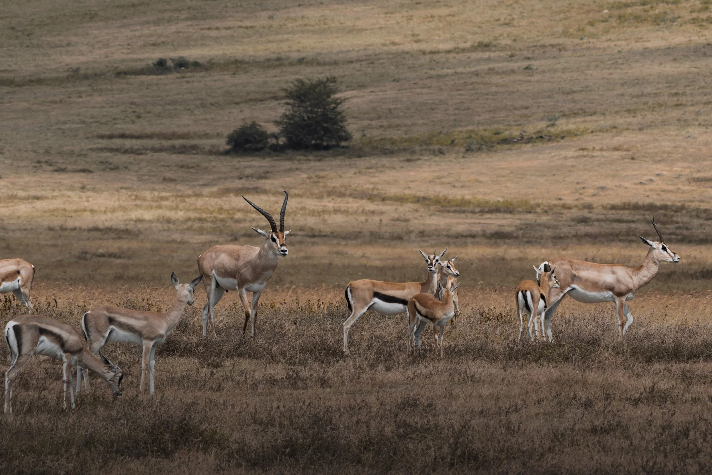 Ngorongoro