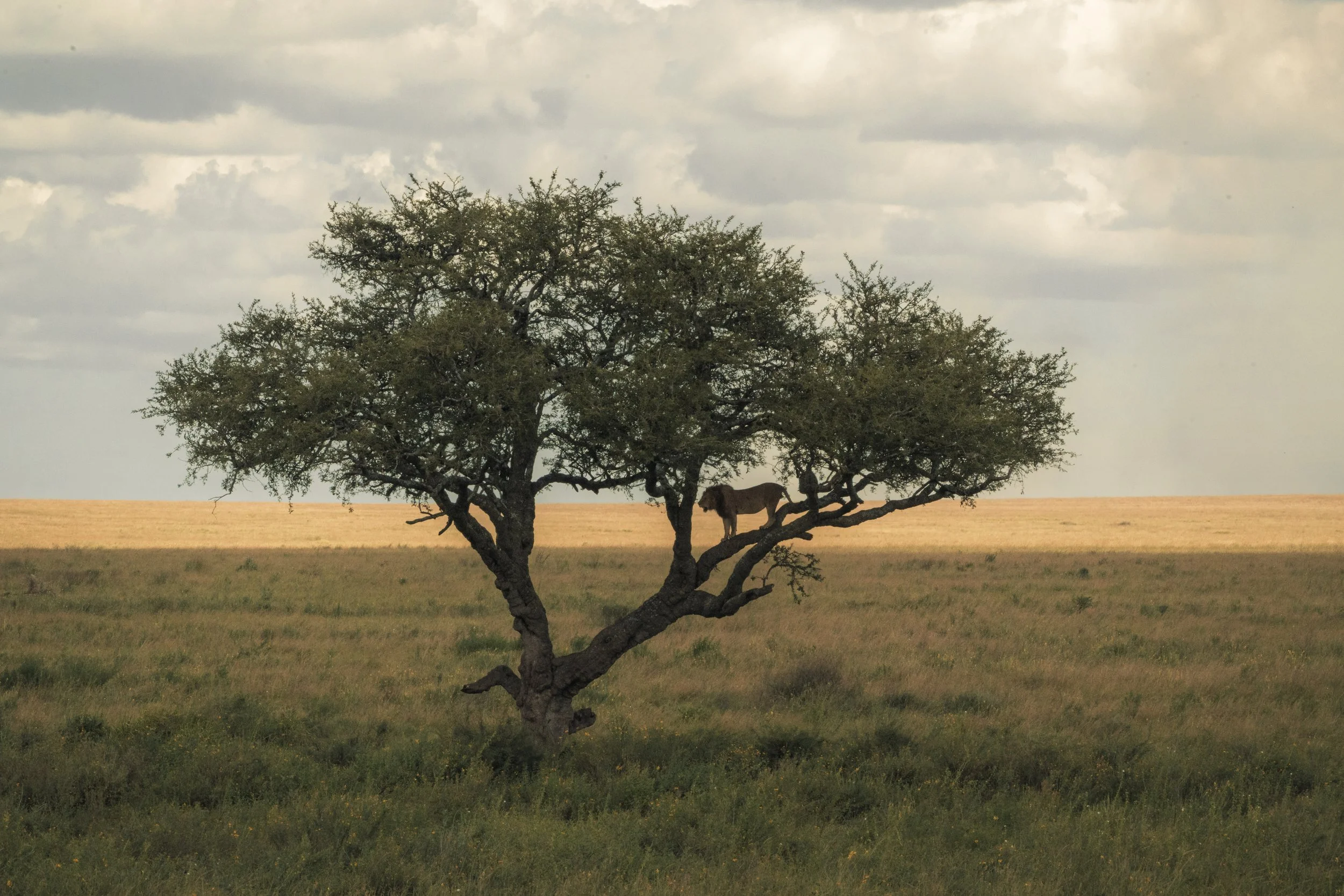 Serengeti