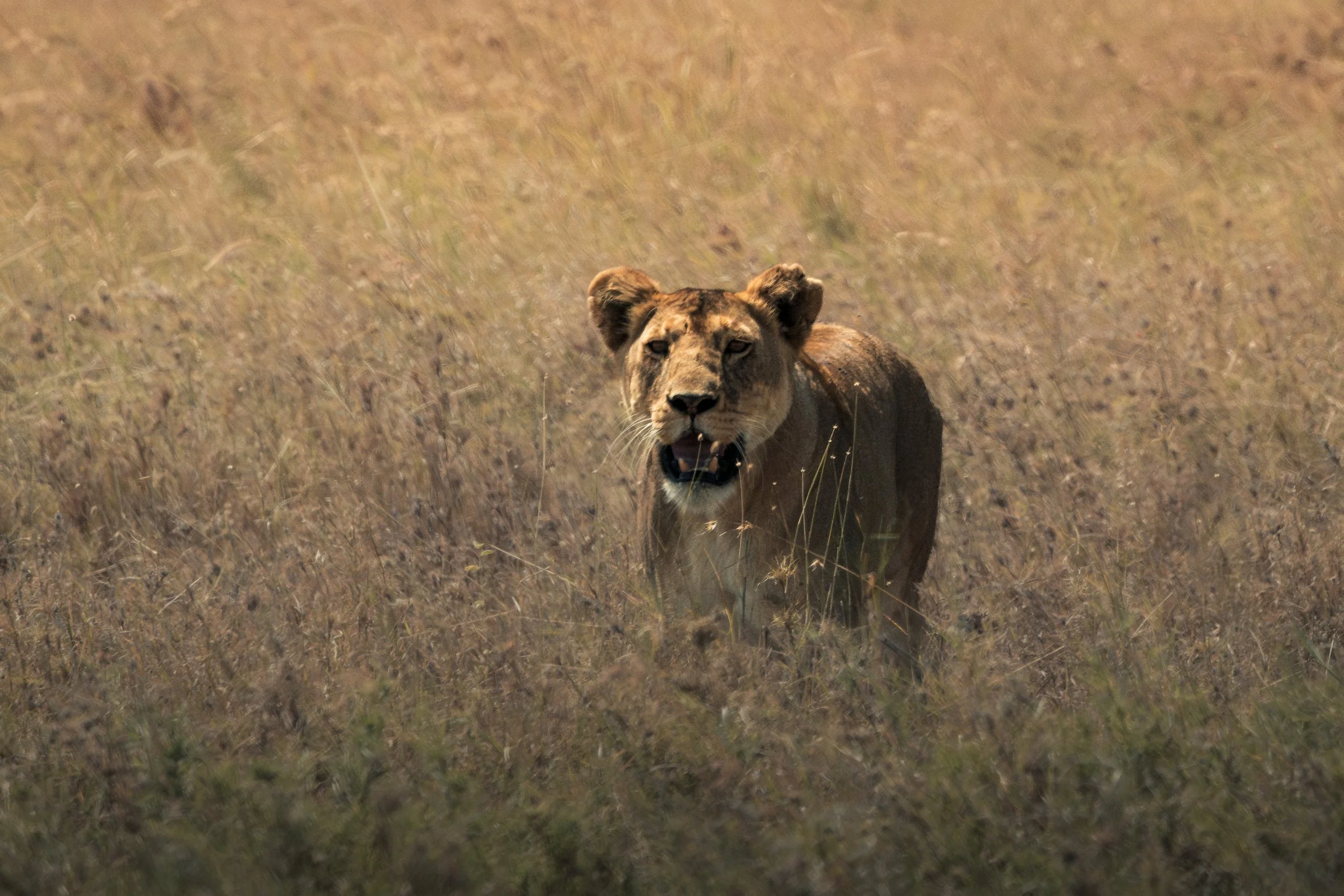 Serengeti Finale