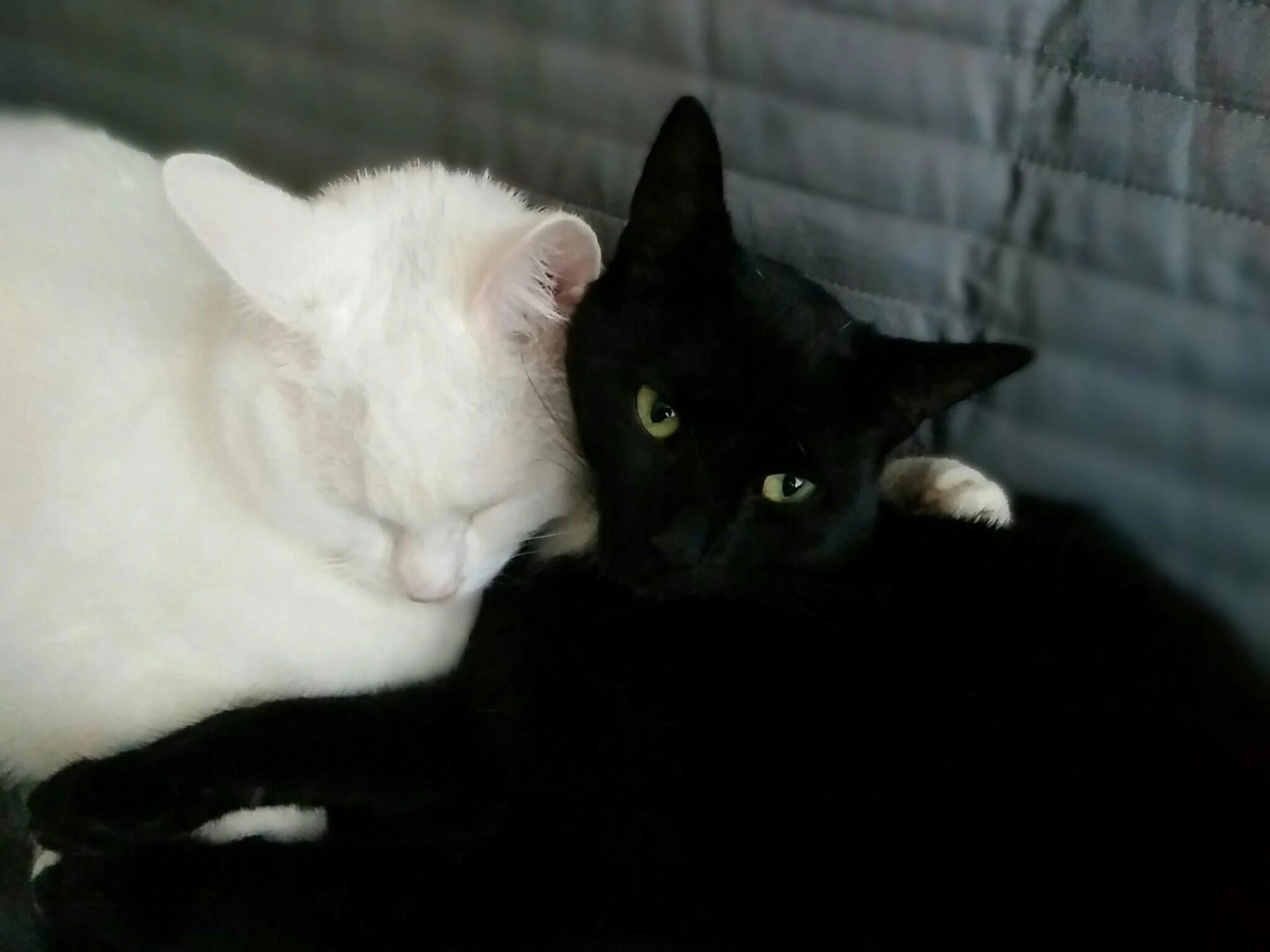 Prayer of a stray cat